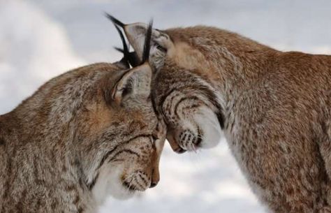 Sign of love! Animals Kissing, Regnul Animal, Cheetahs, Appaloosa, Quarter Horse, Lynx, Animal Photo, Guinness, Beautiful Cats