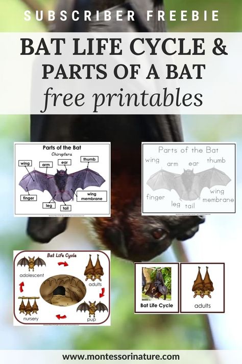 Bat Life cycle and Parts of a Bat - Free Printable - Montessori Nature Bat Science Activities, Bat Facts For Kids, Bats Unit Study, Bat Lessons, Bats Science, Bats Unit, Bats Activities, Bat Printable, Nature Printables