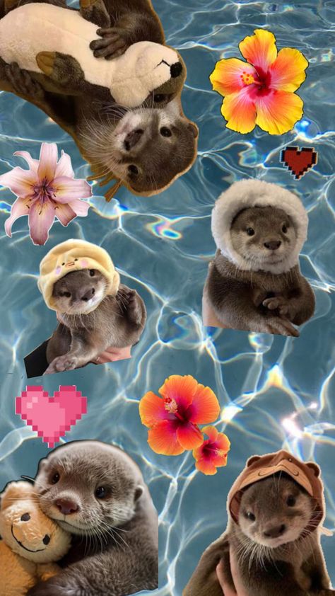 Cute Otter Wallpaper Iphone, Silly Animal Pictures, Otter Art, Otters Cute, Cute Seals, Cute Summer Wallpapers, Wallpaper Iphone Summer, Bunny Wallpaper, Baby Sloth