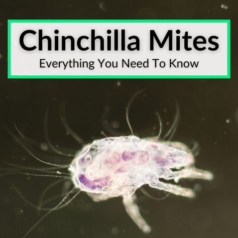 Chinchilla mites are annoying little pests that can cause your pet extreme discomfort. And things can get much worse, if you do not deal with them before... Chinchilla Care Guide, Chinchilla Facts, Chinchilla Care, Chinchilla Pet, Chinchilla Cage, Chinchilla Food, Chinchilla Fur, Chinchillas, Your Pet