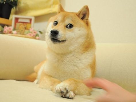 Doge 2 Blank Meme Template Funny Doge, Doge Dog, Hilarious Animals, Doge Meme, Shiba Inu Dog, Moon Moon, Bitcoin Miner, Clipuri Video, Comic Sans