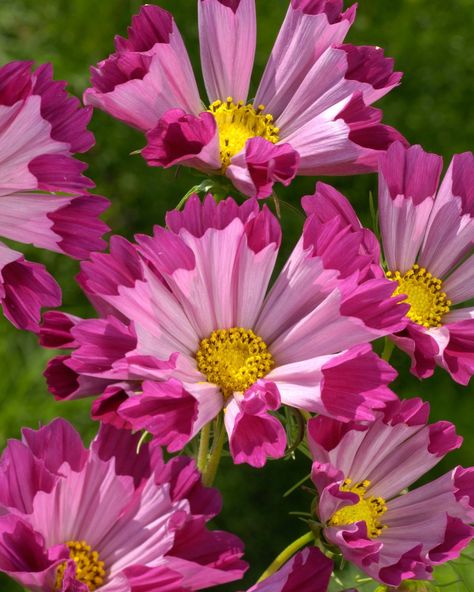 Cosmo Sea Shell Red is new for 2025 and an entry in our Green Thumb Annual Showdown! Vote Now by tapping the link in the bio-> @national_garden_bureau⁣ ⁣ Cosmos bipinnatus ‘Sea Shells Red’ from NGB member Takii Europe SAHIN is a charming and unique flower that brings a delightful touch to any garden. Known for its distinctive, tubular petals that resemble seashells, this variety showcases a beautiful palette of soft pinks and whites, adding a romantic flair to flower beds and arrangements. Th... Cosmos Bipinnatus, Unique Flower, Unique Flowers, Sea Shell, Flower Beds, Green Thumb, Cosmos, Soft Pink, Sea Shells