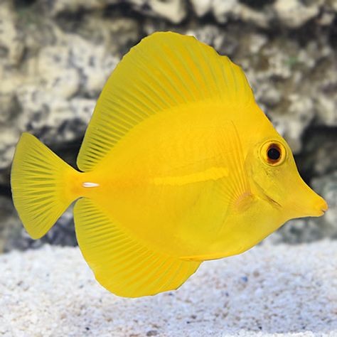 Yellow Tang - Hawaii Marine Aquarium Fish, Yellow Tang, Aquarium Store, Tang Fish, Ocean Aquarium, Saltwater Aquarium Fish, Saltwater Fish Tanks, Coral Fish, Yellow Animals