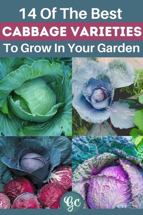 Growing Cabbage, Cabbage Varieties, Types Of Cabbage, Cabbage Head, Victory Garden, Napa Cabbage, Cabbages, Seed Packets, Green Garden