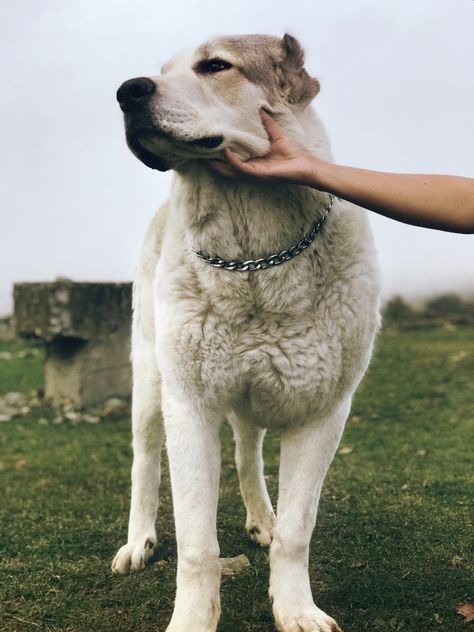 Georgian Shepherd Dogs, Kangal Dog Aesthetic, Protection Dog Aesthetic, Georgian Shepherd, Bear Dogs, Kangal Dog, Gorgeous Animals, Livestock Guardian Dog, Every Dog Breed