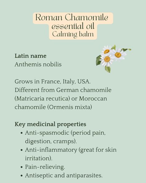 🌼 Roman Chamomile Essential Oil 🌼 🌿 A few weeks ago, I shared some essential oils for meditation and had several questions about Roman Chamomile. It’s not a common oil in Sweden, possibly due to its cost or its unique scent—which is quite different from the chamomile tea most of us know. Personally, it took me a while to truly appreciate its fragrance, but I’ve always found deep emotional relief from its calming properties. 💛 Why I love it? 👧 Roman Chamomile is one of the safest essential... Roman Chamomile Essential Oil Benefits, Chamomile Essential Oil Benefits, Roman Chamomile Essential Oil, Roman Chamomile, Chamomile Essential Oil, Essential Oil Benefits, Period Pain, Chamomile Tea, Oil Benefits