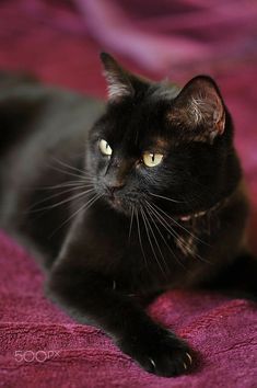 Söt Katt, A Black Cat, Black Kitten, Cute Black Cats, White Cats, Bad Luck, Cat Care, Cats Meow, Pretty Cats