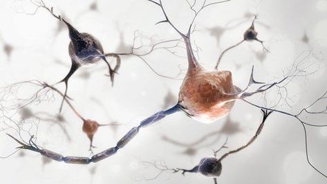 New Post: Microglia Cells Diverse with Distinct Subtypes and Certain Ones May Contribute to Inflammation, Study Finds https://multiplesclerosisnewstoday.com/2018/12/10/microglia-cells-diverse-with-certain-cells-contributing-to-inflammation-ms-study-finds Types Of Seizures, Guillain Barre, Motor Neuron, Nerve Fiber, Brain Boost, Gene Therapy, Stem Cell Therapy, Nerve Cell, Central Nervous System