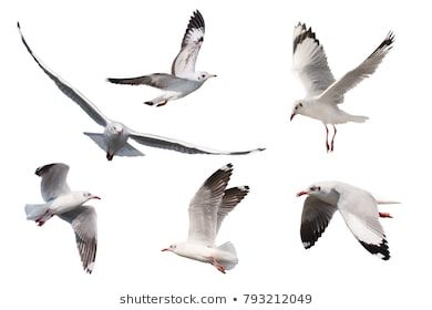 Seagull Tattoo, Marine Tattoo, Seagulls Flying, Watercolor Painting Techniques, Animal Sketches, Plein Air Paintings, Sea Birds, Water Painting, Drawing Reference Poses