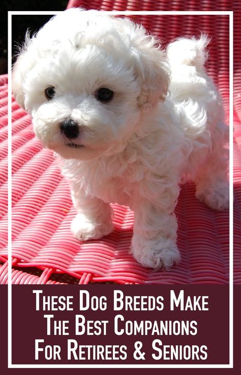 Dogs Big, Top Dog Breeds, Havanese Puppies, Maltese Puppy, White Dog, Bichon Frise, Cute Cats And Dogs, Little Dogs, Yorkshire Terrier