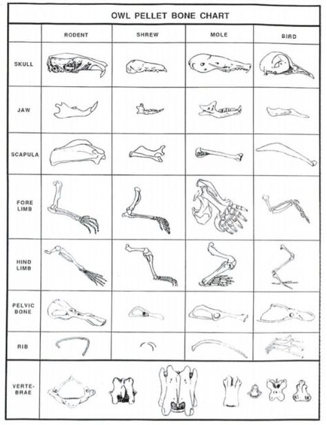 How To Dissect Owl Pellets And Clean Bones - Go Science Girls Backyard Science, Owl Pellet, Owl Pellets, Classical Conversations Cycle 1, Science Girl, 3rd Grade Science, Cc Cycle 1, Owl Moon, Nature Education