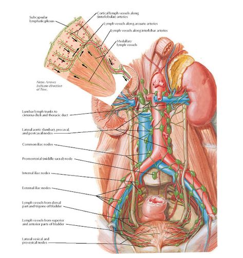 Lymph Vessels and Nodes of Kidneys and Urinary Bladder  Anatomy   Subcapsular  lymphatic plexus , Cortical lymph vessels along  (interlob... Urinary Bladder Anatomy, Bladder Anatomy, Body Organs Diagram, Thoracic Duct, Urinary Bladder, Exercise Abdomen, Lymph Vessels, Urinary System, Medical Videos