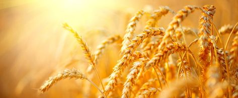 Wheat Berry Nutrition Facts Wheat Berries, Golden Wheat, Wheat Field, Wheat Fields, Growing Food, Scenic Landscape, Sans Gluten, Barley, Agriculture