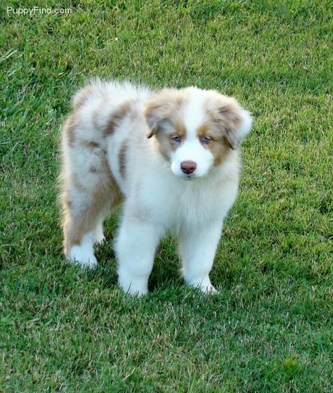 Red Merle Aussie Red Merle Aussie Puppy, Red Merle Mini Aussie, Aussie Red Merle, Red Merle Aussie, Blue Merle Australian Shepherd, Red Merle Australian Shepherd, Mini Australian Shepherd, Mini Aussies, Merle Australian Shepherd