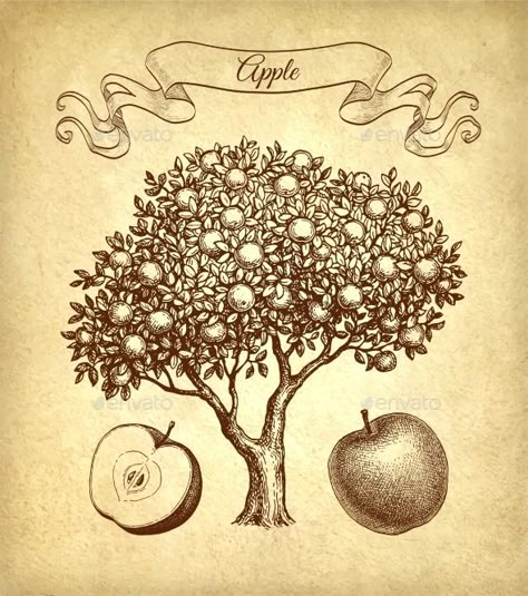 Apple Tree and Fruits Ink Sketches Fruit Trees Drawing, Fruit Tree Drawing, Fruit Tree Sketch, Tree With Fruits Drawing, Apple Trees, Apple Tree Tattoo, Fruit Tree, Apple Tree Art, Apple Tree Sketch