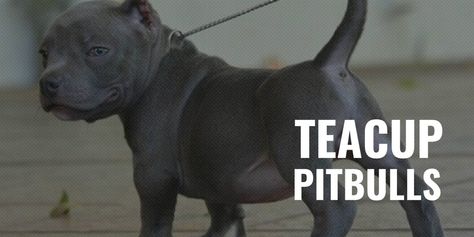 Different Types of Pitbulls — APBT, American Bully, Bulldogs, Staffies... Pocket Pitbull, American Bully Pocket, Pitbull Dog Breed, Pitbull Puppies For Sale, Pocket Bully, Patterdale Terrier, Dog Breeding, American Pitbull, Pitbull Puppies