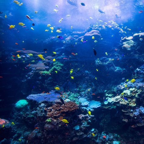 Georgia Aquarium’s Instagram post: “Our Pacific Barrier Reef window houses more than 25% live coral and is one of the largest living coral exhibits in the world. 👀😎🌊 In it,…” Atlanta Georgia Downtown, Georgia Aquarium, Undersea World, Beluga Whale, Live Coral, Living Coral, Whale Shark, Animal Wallpaper, Coral Reef