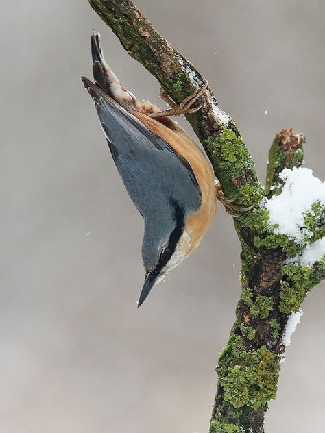 Nuthatch Tattoo, Acrylic Birds, Nuthatch Bird, Inktober 2024, Natural Inspiration, Backyard Birds, Ink Painting, Art Ideas, Nature Inspiration