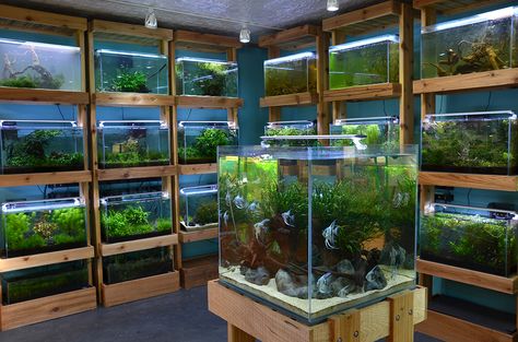 Aquarium Zen, Seattle. Tropical Fish Store, Aquatic Plants and Nature Aquarium Supplies - Home Aquarium Store, Aquarium Shop, Aquarium Garden, Aquascape Design, Tropical Fish Aquarium, Aquarium Terrarium, Fishing Room, Live Aquarium Plants, Aquarium Supplies