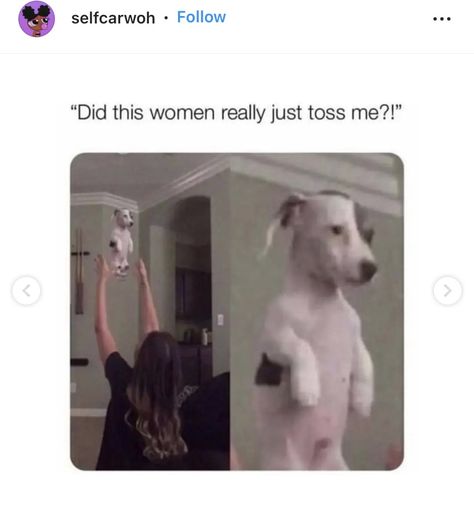 Vines Funny, Funny Bones, Animal Fun, Cute Animals Puppies, Very Cute Dogs, Funny Animal Jokes, Cute Stories, Cute Funny Dogs, Funny Animal Memes