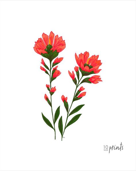 Animal Skull Drawing, Paintbrush Tattoo, Indian Paintbrush Flowers, Wyoming State, Indian Paintbrush, Skulls Drawing, Rodeo Life, Bone Art, Color Illustration