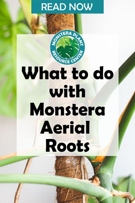 Monstera plants are epiphytes, meaning they grow on other plants, like trees, and climb up toward the light. These plants grow aerial roots to help them affix to surfaces so they can climb. Without these aerial roots, monsteras wouldn’t get enough sunlight under the dense rainforest canopy. Learn more about Monstera Aerial Roots and what to do with them. Plant Tray Ideas, Plants Monstera, Indoor Climbing Plants Ideas, Monstera Climbing, Diy Monstera Trellis, Climbing Monstera Plant, Monstera Plant Propagation, Monstera Plant Support, Monstera Trellis Ideas