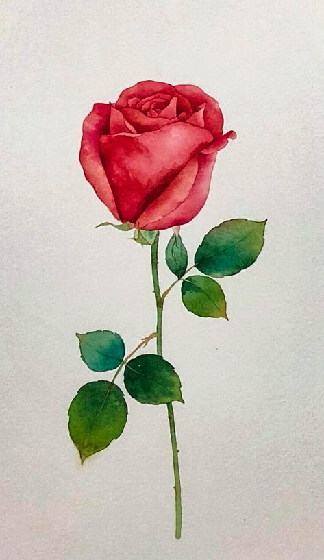 38Watercolor flowers ideas, come to see my collection - HiArt Rose Anatomy, Sketch Rose, Flower Bouquet Drawing, Rose Line Art, Alevel Art, Free Watercolor Flowers, Rose Sketch, Nostalgia Art, Draw Ideas