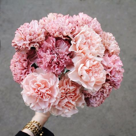 Dianthus Flowers, Fashion Flowers, Pink Carnations, Flowers Bouquet Gift, Nothing But Flowers, Carnation Flower, Flowers Beautiful, Flower Therapy, Beautiful Bouquet Of Flowers