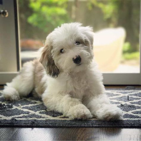 Mini Sheepadoodle Puppies for sale F1B & F2B Dog Breeders Mini Sheepadoodle, Sheepadoodle Puppy, Dog Breeders, Dog Breeder, Puppies For Sale, Nature Beauty, Cute Puppies, Puppies, Dogs