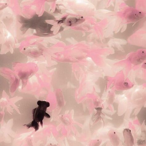 Pink Mermaid Aesthetic, Carrd Aesthetic, Fish Pretty, Fish Aesthetic, Fish Cute, Fish Background, Pink Jellyfish, Pretty Fish, Aesthetic Png