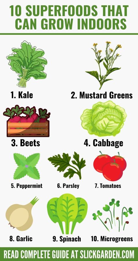 10 SUPERFOODS THAT CAN GROW INDOOR. You can get healthy vegetables at home. You don’t need to be an experienced gardener to grow healthy vegetables for your kitchen at home. All you need is a sunny window and some extra time is enough for this purpose. Grow Spices Indoors, Kitchen Indoor Garden, Spices To Grow At Home, Indoor Fruit And Vegetable Garden, Food You Can Grow Indoors, Indoor Food Plants, Kitchen Garden Ideas Growing Vegetables, Fast Growing Indoor Plants, Growing Fruit Indoors