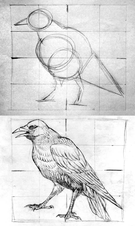 Crow Anatomy Drawings, Raven Anatomy Drawing, How To Draw Raven Birds, Crows Drawing Reference, Raven Pen Drawing, Raven Drawing Sketch Simple, Crow Bird Drawing, Crow Drawing Tutorial, Crow Sketch Pencil