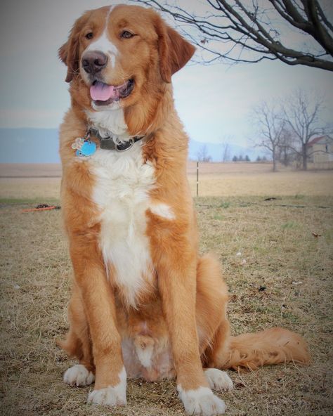 Golden Retriever x Saint Bernard St Bernard Mix, Bernese Mountain Dog Mix, German Shepherd Puppies Training, Bored Dog, Golden Retriever Mix, Dog Mixes, St Bernard, Dog Agility, Mixed Breed Dogs