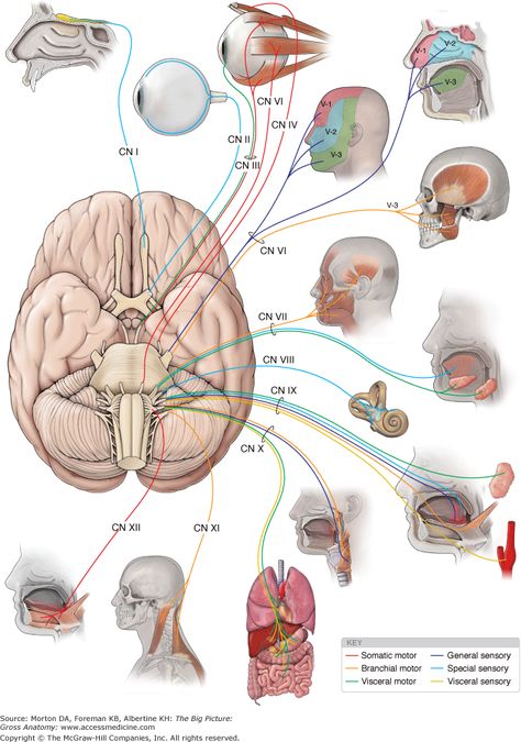 12 Cranial Nerves, Nerves Anatomy, Cranial Nerves Anatomy, Anatomy Head, Nervous System Anatomy, Nerve Anatomy, Brain Nerves, Gross Anatomy, Craniosacral Therapy