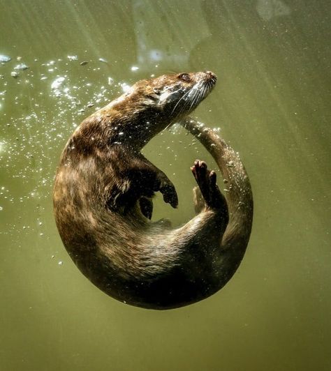 Sea Otter Art, Having A Third Child, Lake Animals, Goddess Of The Underworld, Otter Art, Kenai Fjords National Park, Kenai Fjords, Celtic Goddess, Sea Otter