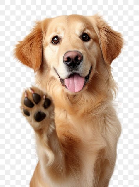 Dog Images Hd, Dogs Images, Cute Dogs Images, Dog Png, Puppy Photos, Golden Retriever Puppy, Pet Photo, Retriever Puppy, Dog Images