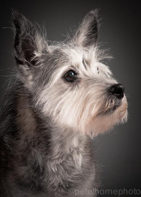 Dog Portrait Photography, Cairn Terrier Mix, Elderly Dogs, Intimate Photos, Old Faithful, Older Dogs, Old Dogs, Photo Series, Senior Dog