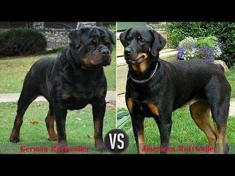 Thinking of getting a Rottie? But stuck on the German Rottweiler vs. American Rottweiler question? Here are some points to help you decide. American Rottweiler, Diy Lace Up, German Rottweiler, Who Would Win, Rottweiler Lovers, Bulldog Breeds, German Dogs, Popular Dog Breeds, Australian Shepherds