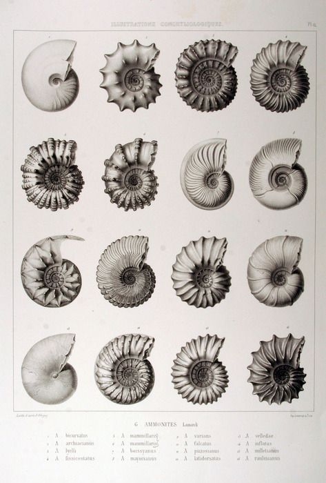 ammonites (fossils) - loved collecting fossils like these as a child with my dad on family holidays by the sea Scientific Illustration, Arte Inspo, Nautilus, Botanical Illustration, Natural History, Sea Creatures, Geology, Design Interior, Fossil