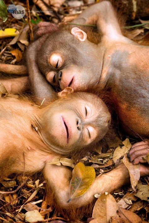 Sleeping Baby Orangutans, Borneo, Indonesia via furkl.com Baby Orangutan, Sleeping Animals, Animals Photos, 웃긴 사진, Primates, Sweet Animals, On The Ground, Animal Planet, 귀여운 동물