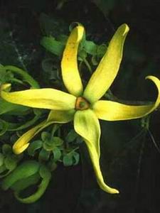 Ylang Ylang, Chanel No 5 Perfume Tree (Cananga odorata) flower Indie Perfume, Ylang Ylang Flower, Best Smelling Candles, Flower Scent, Macro Flower, Natural Perfume, Morning Flowers, Medicinal Herbs, Peony Flower