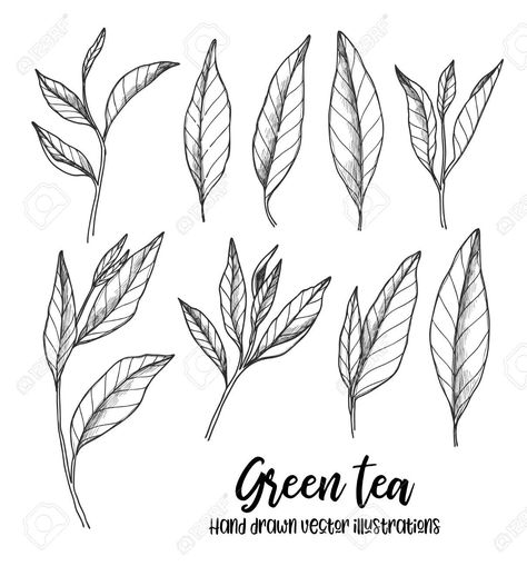 Tea Leaf Tattoo, Tea Leaves Tattoo, Tea Leaves Illustration, Tee Illustration, Bicep Tattoos, Tea Tattoo, Herbal Leaves, Tattoos Female, Leaves Sketch