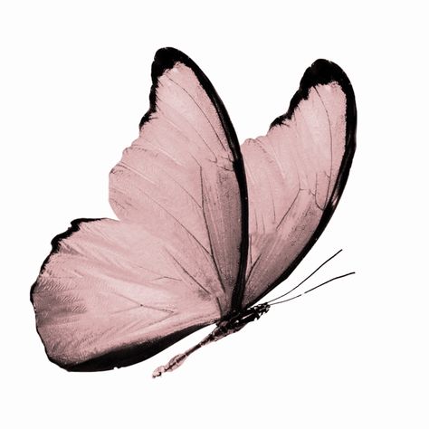 Images Terrifiantes, Butterfly Art Painting, Davao, The Way Back, App Icon Design, Foto Inspiration, Butterfly Art, Pink Aesthetic, All The Way