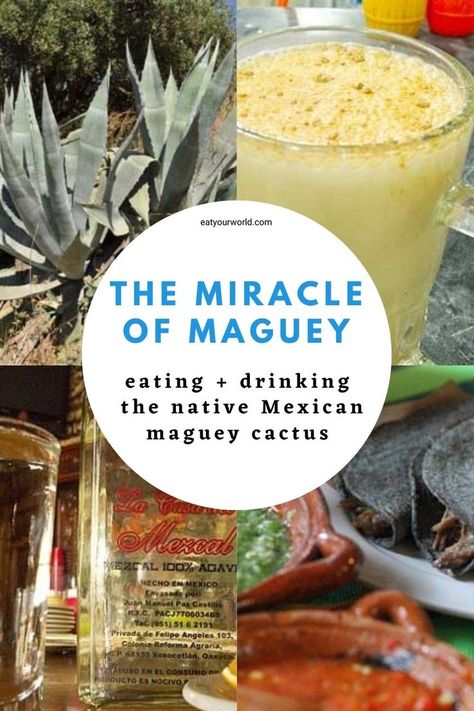 Maguey Plant, Homemade Agave Syrup, Agave Syrup Recipes Drinks, Agave Lemonade, Uses For Agave Syrup, Agave Simple Syrup, Gluten Free Dairy Free Dessert, Food Tourism, Low Glycemic Diet