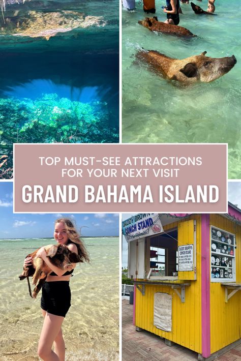 Top Must-See Attractions on Grand Bahama Island for Your Next Visit - It's Taylor Elliot Swimming With Pigs, Grand Bahama Island, Disney Universal Studios, Mangrove Swamp, Streets Of Tokyo, Grand Bahama, Bahamas Island, Rock Beach, Cheap Cruises