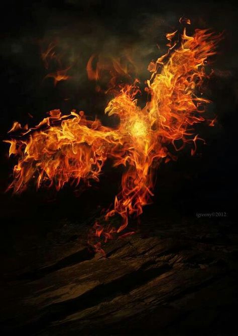 Fire dragon Phoenix Ashes, Phoenix Quotes, Quote Writing, Phoenix Images, Rise From The Ashes, Phoenix Art, Phoenix Rising, Phoenix Bird, Fire Bird