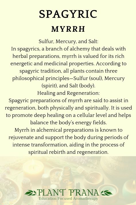 In spagyrics, a branch of alchemy that deals with herbal preparations, myrrh is valued for its rich energetic and medicinal properties. According to spagyric tradition, all plants contain three philosophical principles—Sulfur (soul), Mercury (spirit), and Salt (body).

Myrrh is particularly associated with Sulfur, as it represents the soul or essence, making it a potent alchemical material for transformation and purification of the spirit. Myrrh Magical Properties, Herbal Preparations, Deep Healing, Life Transitions, Cellular Level, Body Energy, Inner Healing, Oil Shop, Spiritual Awareness