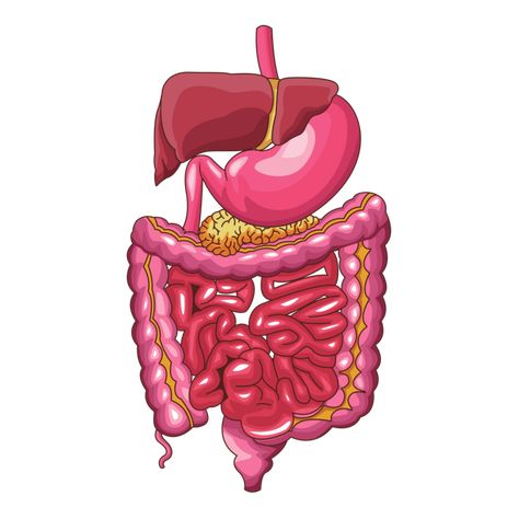 Sistem Pencernaan, Human Digestive System, Digestive System, Png Images, Human, Quick Saves