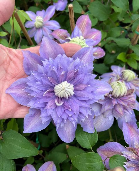 Looking for an exceptional clematis repeat bloomer? Diamantina has several blooms on each stem and really puts on a show. To date, this double dark purple clematis, outperforms others in the double clematis family. Clematis Diamantina stands 6-7 feet tall and grows in full sun locations. How many clematis do you have growing in your garden? Clematis Flower Aesthetic, Clematis Purple, Purple Clematis Flower, Clematis Varieties, Purple Clematis, Front Flower Beds, Clematis Plants, Asclepias Tuberosa, Clematis Flower