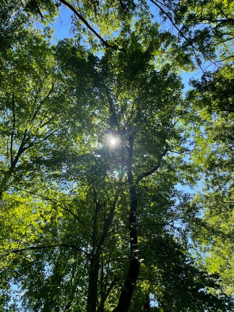 Sunlight Through Trees Aesthetic, Light Shining Through Trees, Sun Through Trees, Light Through Trees, Sunlight Through Trees, Tree Sunlight, Tattoos 2024, Bookmark Ideas, Happy Images